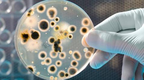 Escolares navarros, a la busca de nuevos antibióticos Escolares navarros, a la busca de nuevos antibióticos