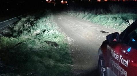 Un conductor atropella a una nutria, animal protegido, en Carcastillo Un conductor atropella a una nutria, animal protegido, en Carcastillo