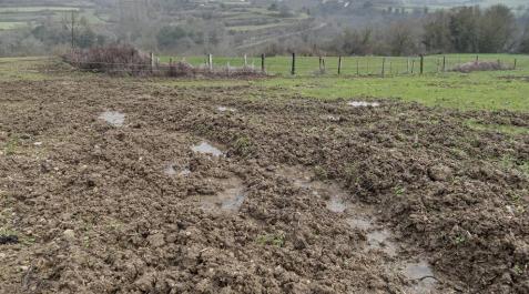 Ganaderos de Améscoa, tras 6 años de reclamaciones por jabalíes, exigen ya solución Ganaderos de Améscoa, tras 6 años de reclamaciones por jabalíes, exigen ya solución