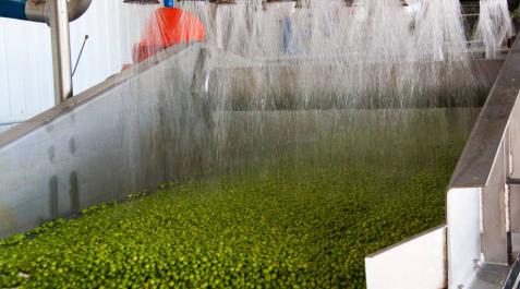 Navarra produce el 39% de la verdura congelada del país y es líder nacional Navarra produce el 39% de la verdura congelada del país y es líder nacional