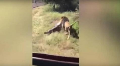 Vídeo del impactante ataque de un león al dueño de una reserva de caza