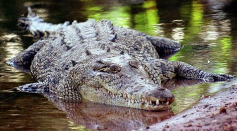 Cómo atrapar un cocodrilo con las manos y una red