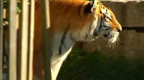 Un tigre mata a un cuidador de un zoo chino acusado de vender 'vino de tigre '