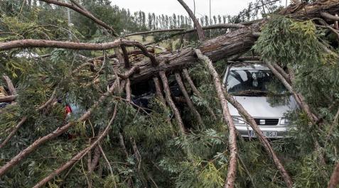 Varios heridos tras la caída de un árbol en la Universidad de Navarra Varios heridos tras la caída de un árbol en la Universidad de Navarra