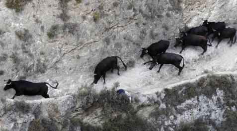 Imágenes del octavo y último encierro del Pilón de las fiestas de Falces 2018 (19 de agosto) Las vacas de la ganadería Teodoro Vergara, de Falces, protagonizan el octavo encierro del Pilón de fiestas de Tafalla 2018, con varios corneados y vacas escapadas