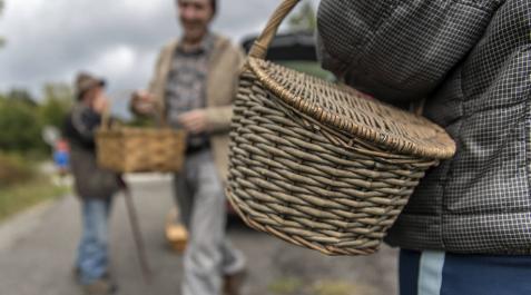 Erro, Burguete y Roncesvalles crean el segundo parque micológico de Navarra Erro, Burguete y Roncesvalles crean el segundo parque micológico de Navarra