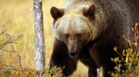 Tras las huellas del oso y el lobo, a 4.279 km de Navarra Tras las huellas del oso y el lobo, a 4.279 km de Navarra