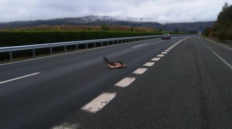 Auxilian a un buitre malherido tras ser atropellado por un turismo Auxilian a un buitre malherido tras ser atropellado por un turismo