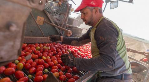¿Cuánto tomate comen los navarros? ¿Cuánto tomate comen los navarros?