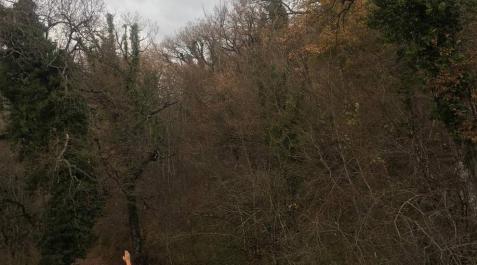 Herida una mujer al caerle una rama de un árbol en el Nacedero del Urederra Herida una mujer al caerle una rama de un árbol en el Nacedero del Urederra