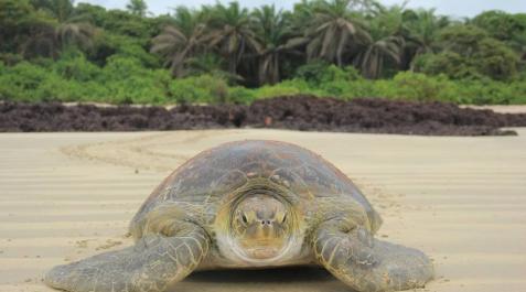 El calentamiento global provoca la feminización de las tortugas verdes El calentamiento global provoca la feminización de las tortugas verdes