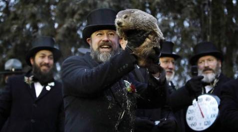 Día de la marmota Fotos del día de la marmota 2019. Phil salió una vez más de su refugio para predecir una primavera anticipada.
