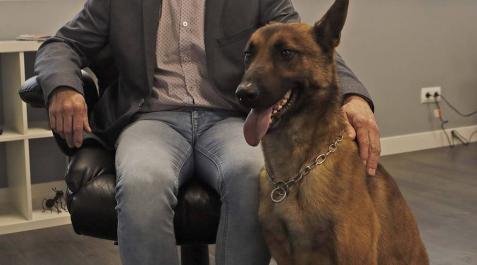 Un compañero de trabajo de cuatro patas que detecta chinches y termitas Un compañero de trabajo de cuatro patas que detecta chinches y termitas