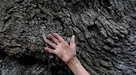 En la piel de un árbol milenario En la piel de un árbol milenario