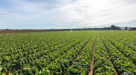 Campos de cultivo cercanos a la nueva planta de Vegetales Línea Verde en Torre-Pacheco (Murcia) Campos de cultivo cercanos a la nueva planta de Vegetales Línea Verde en Torre-Pacheco (Murcia)