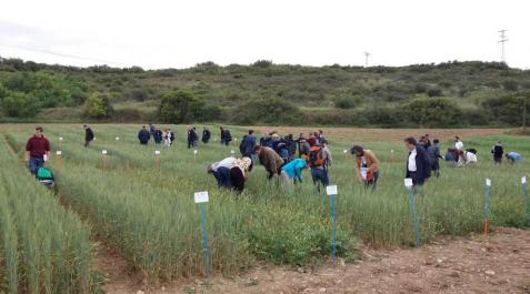El proyecto ReMIX aborda aspectos relacionados con la introducción de las mezclas de especies en los sistemas agrícolas europeos El proyecto ReMIX aborda aspectos relacionados con la introducción de las mezclas de especies en los sistemas agrícolas europeos