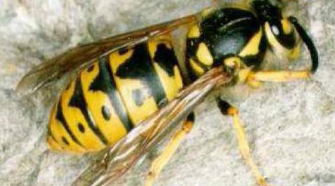 Tipos De Picaduras De Avispas Y Abejas: Reacciones Y Recomendaciones