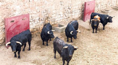 Los toros de la ganadería de La Palmosilla, en la imagen, llegaron ayer por la mañana a los corrales del encierro. Los toros de la ganadería de La Palmosilla, en la imagen, llegaron ayer por la mañana a los corrales del encierro.
