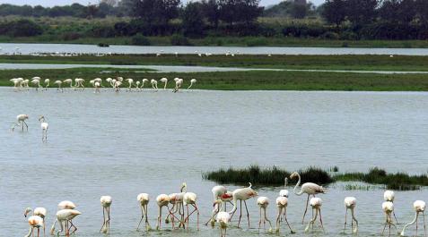 ¿Qué es el Espacio Natural de Doñana? ¿Qué es el Espacio Natural de Doñana?