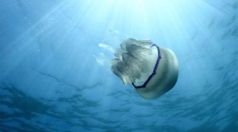 Las medusas del Mediterráneo, más numerosas y grandes Las medusas del Mediterráneo, más numerosas y grandes