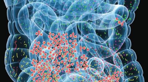 Bacterias en el intestino Bacterias en el intestino