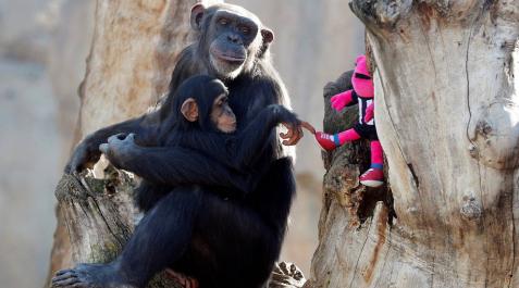 Los chimpancés aprenden el uso de herramientas y comparten sus conocimientos Los chimpancés aprenden el uso de herramientas y comparten sus conocimientos