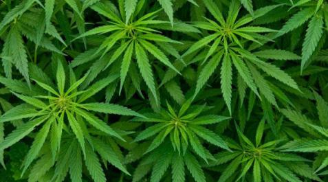 La industria aumenta su interés por el cultivo y tratamiento del cannabis medicinal La industria aumenta su interés por el cultivo y tratamiento del cannabis medicinal