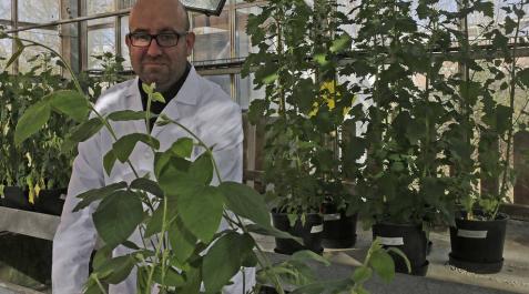 Navarra, en un estudio internacional sobre cultivos y cambio climático Navarra, en un estudio internacional sobre cultivos y cambio climático