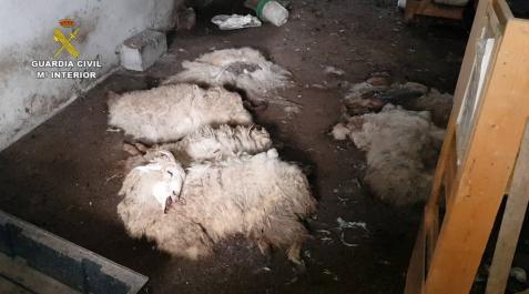 Imputado en Alsasua por ocupar una granja y tener animales en mal estado Imputado en Alsasua por ocupar una granja y tener animales en mal estado