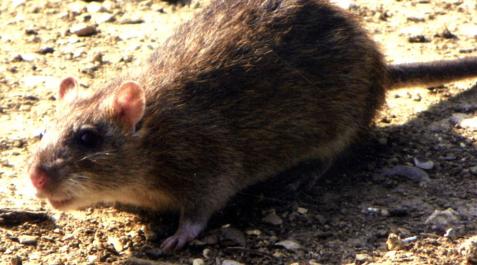 Las ratas son capaces de mostrar signos de arrepentimiento Las ratas son capaces de mostrar signos de arrepentimiento