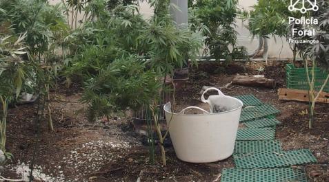 Detenido un vecino de Fustiñana por cultivar marihuana en un domicilio Detenido un vecino de Fustiñana por cultivar marihuana en un domicilio