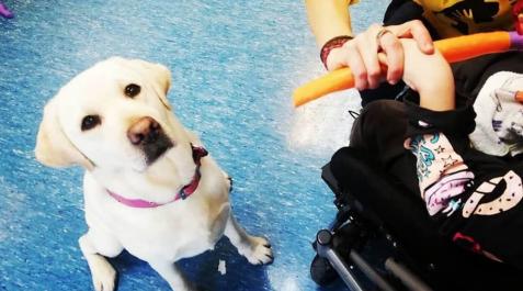Uno de los perros de la asociación Biak Bat que participan en la terapia. Uno de los perros de la asociación Biak Bat que participan en la terapia.