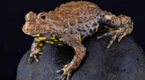 Hallan un método para curar heridas sin dejar cicatrices gracias a la piel de un sapo Hallan un método para curar heridas sin dejar cicatrices gracias a la piel de un sapo
