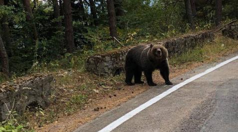 El 'oso de Garde' que nadie reconoce El 'oso de Garde' que nadie reconoce