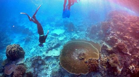Gran Barrera de Coral en Queensland (Australia) Región de la Gran Barrera de Coral de los Parques Queenlsand y Wildlife Service (Australia)