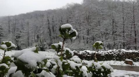 Fotos de las nevadas enviadas por nuestros lectores Imágenes de las distintas localidades de Navarra que amanecieron nevadas este martes, 31 de marzo de 2020.