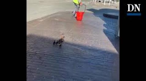 Rescate de unos patitos en la gasolinera de Pío XII Rescate de unos patitos en la gasolinera de Pío XII