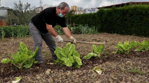 José María Martínez cuida las acelgas de su huerta en Miluce. José María Martínez cuida las acelgas de su huerta en Miluce.
