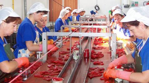 Línea de envasado de pimiento de piquillo en una conservera navarra. Línea de envasado de pimiento de piquillo en una conservera navarra.