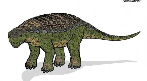 El último banquete de un dinosaurio de kilos, al descubierto El último banquete de un dinosaurio de kilos, al descubierto