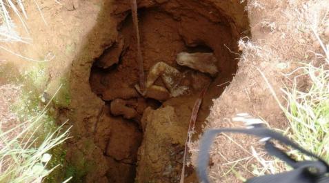 Rescatan a un potro caído en una sima Rescatan a un potro caído en una sima