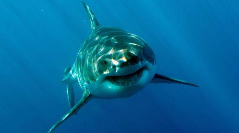Muere una estadounidense en Bahamas al ser mordida por un tiburón Muere una estadounidense en Bahamas al ser mordida por un tiburón