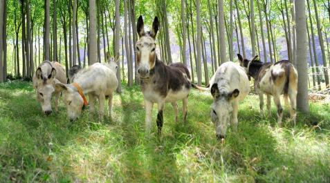 Burros por el Territorio Visón en Falces Burros por el Territorio Visón en Falces