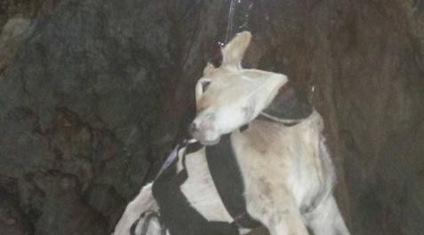 Rescatada una ternera caída en la sima del monte Dulantz Rescatada una ternera caída en la sima del monte Dulantz