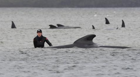 Un tercio de las 270 ballenas varadas han muerto, según los rescatistas Un tercio de las 270 ballenas varadas han muerto, según los rescatistas