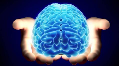 Un cerebro humano. Un cerebro humano.