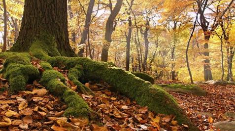 Imagen de un bosque de hayas en época otoñal Imagen de un bosque de hayas en época otoñal