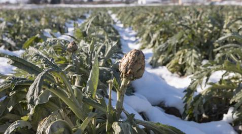 Productores de Alcachofa de Tudela temen no poder recoger hasta marzo Productores de Alcachofa de Tudela temen no poder recoger hasta marzo