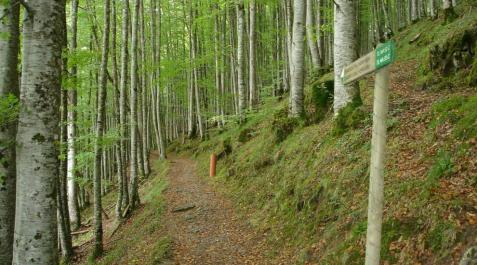 Fotografía Selva de Irati, poste SL y hayedo Fotografía Selva de Irati, poste SL y hayedo