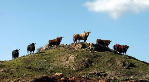 La Meca selecciona toros para Sanfermines en un escenario “incierto” La Meca selecciona toros para Sanfermines en un escenario “incierto”